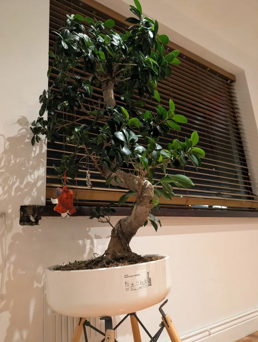 Beautiful Bonsai Tree for Sale - Image 1