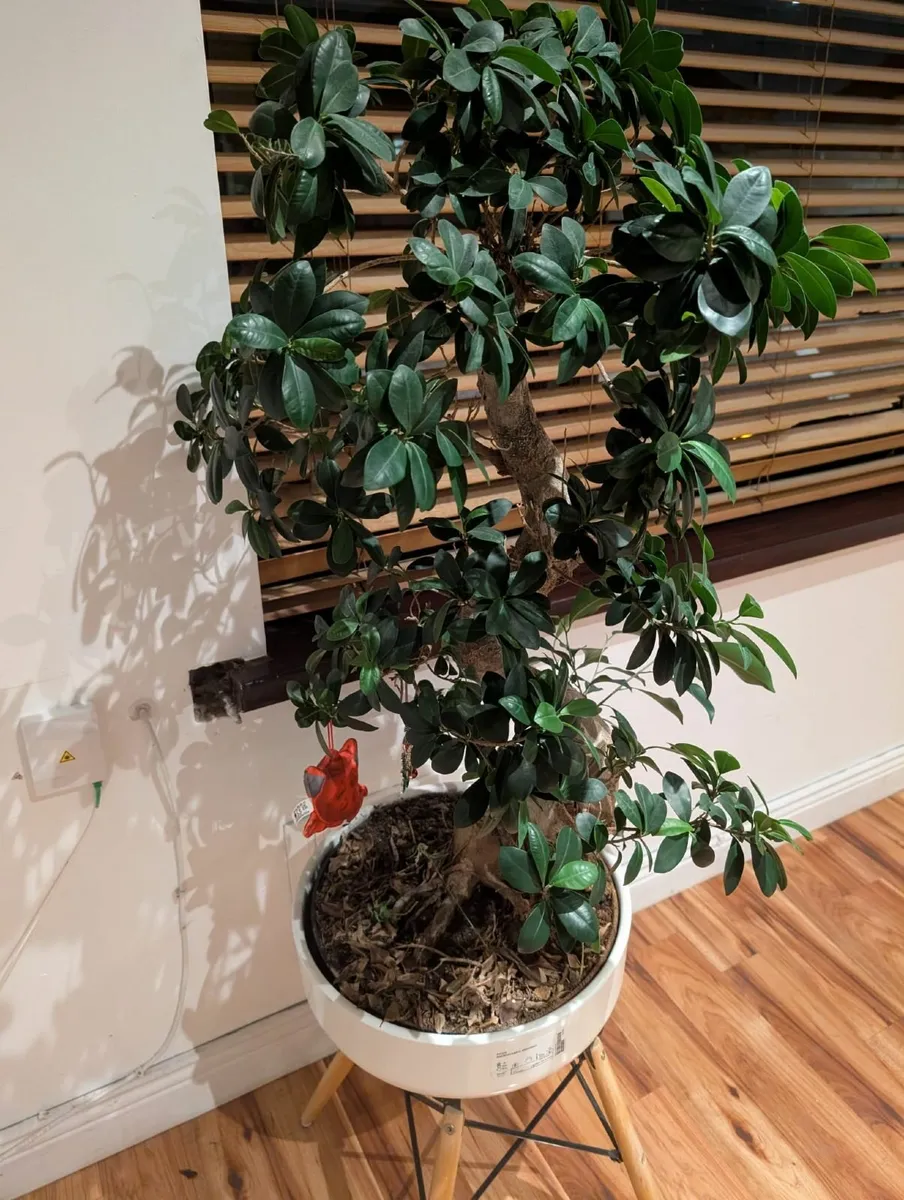 Beautiful Bonsai Tree for Sale - Image 2