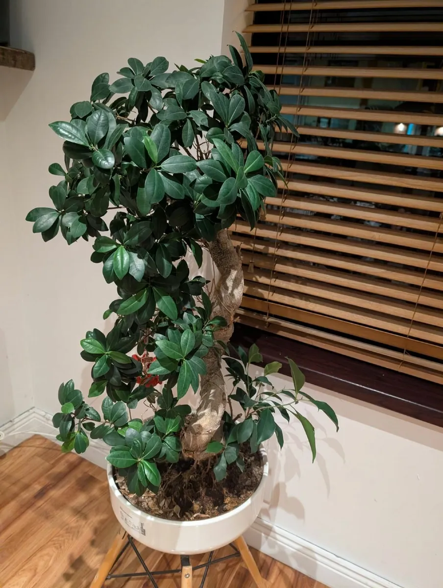Beautiful Bonsai Tree for Sale - Image 3