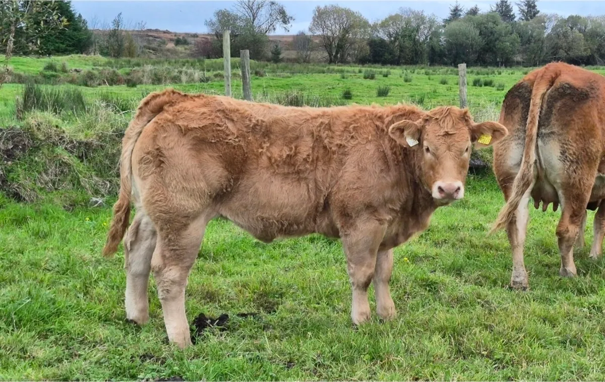 Heifers for Balla Mart (Tues 20th): Lot 842-844 - Image 2