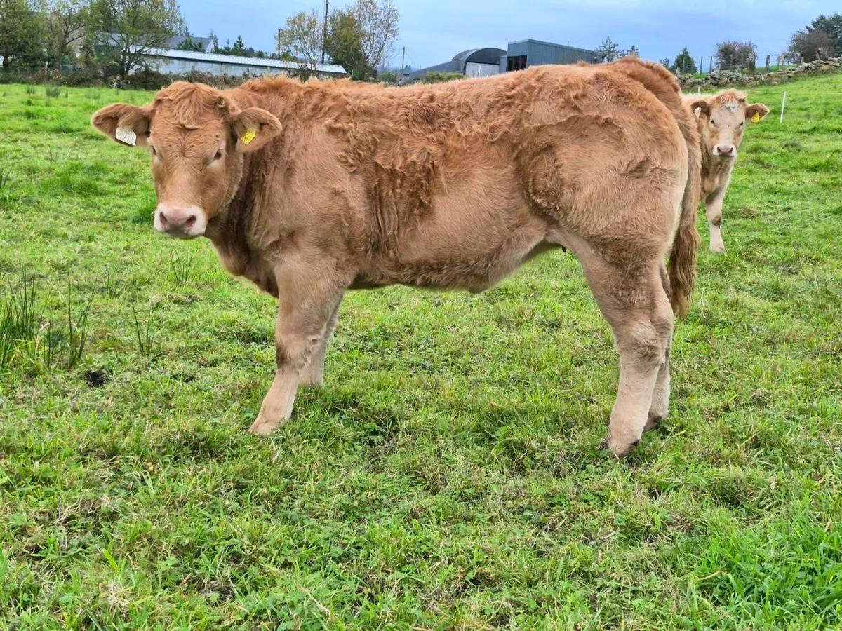 Heifers for Balla Mart (Tues 20th): Lot 842-844 - Image 4