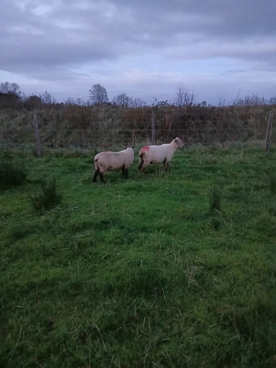 Ram lamb - Image 2