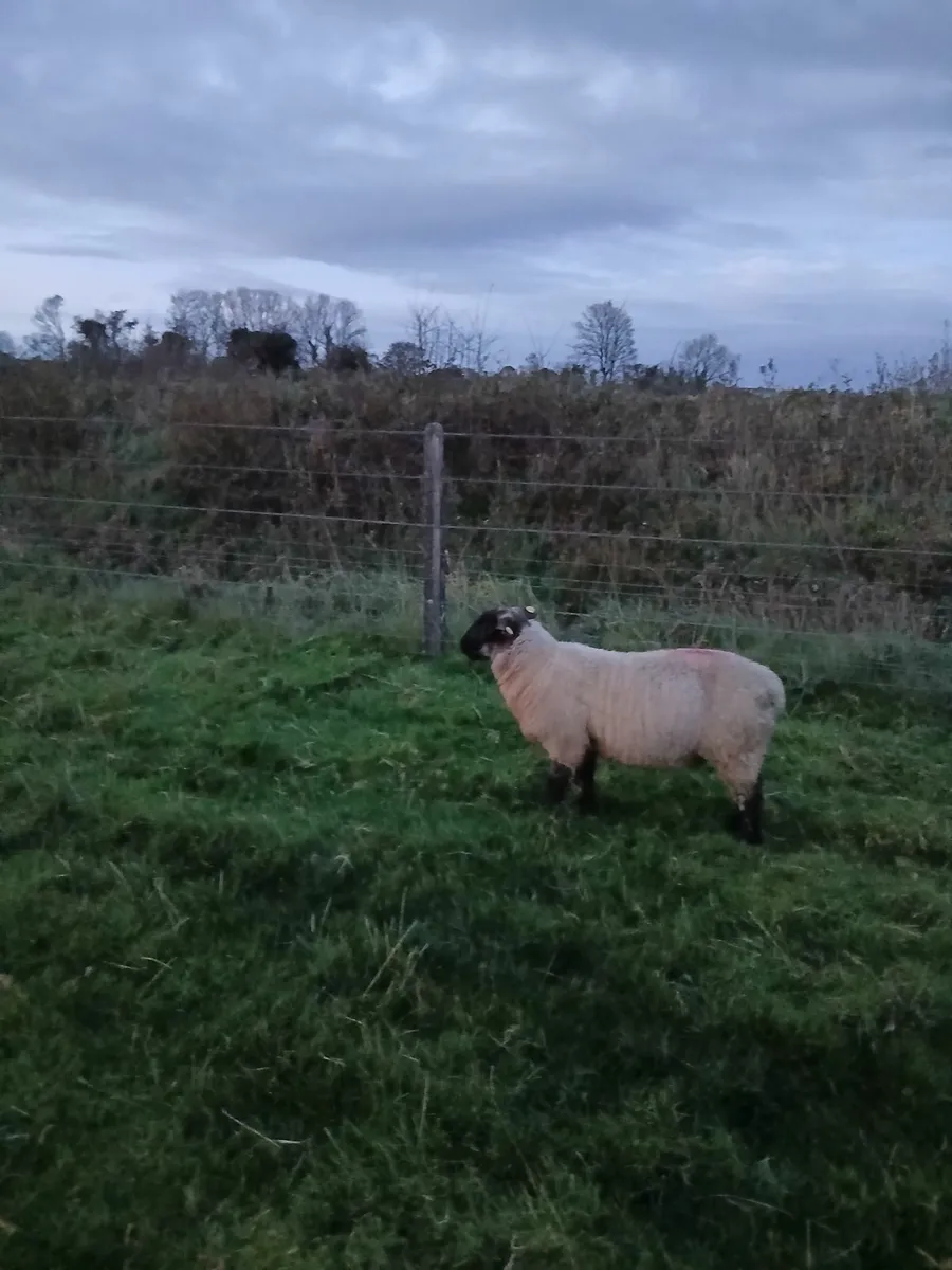 Ram lamb - Image 3