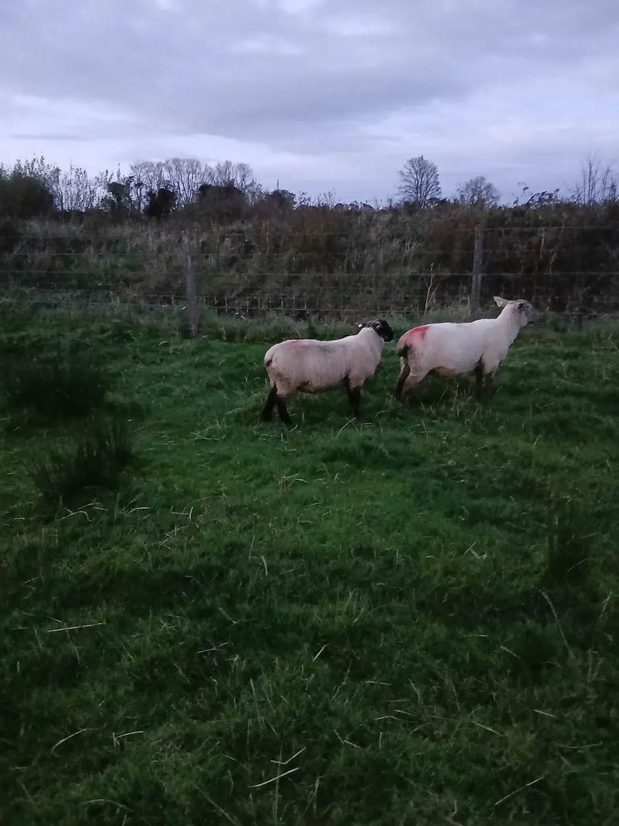 Ram lamb - Image 4