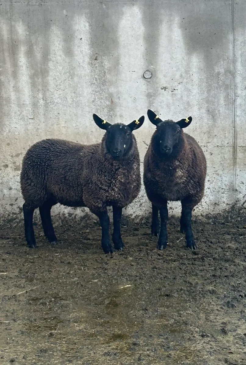 2 Black Cheviot Ewe Lambs - Image 1
