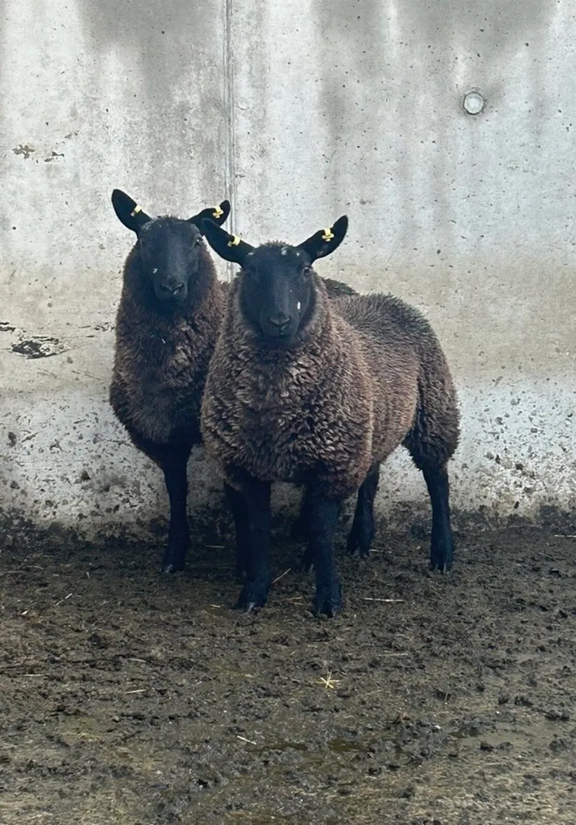 2 Black Cheviot Ewe Lambs - Image 2