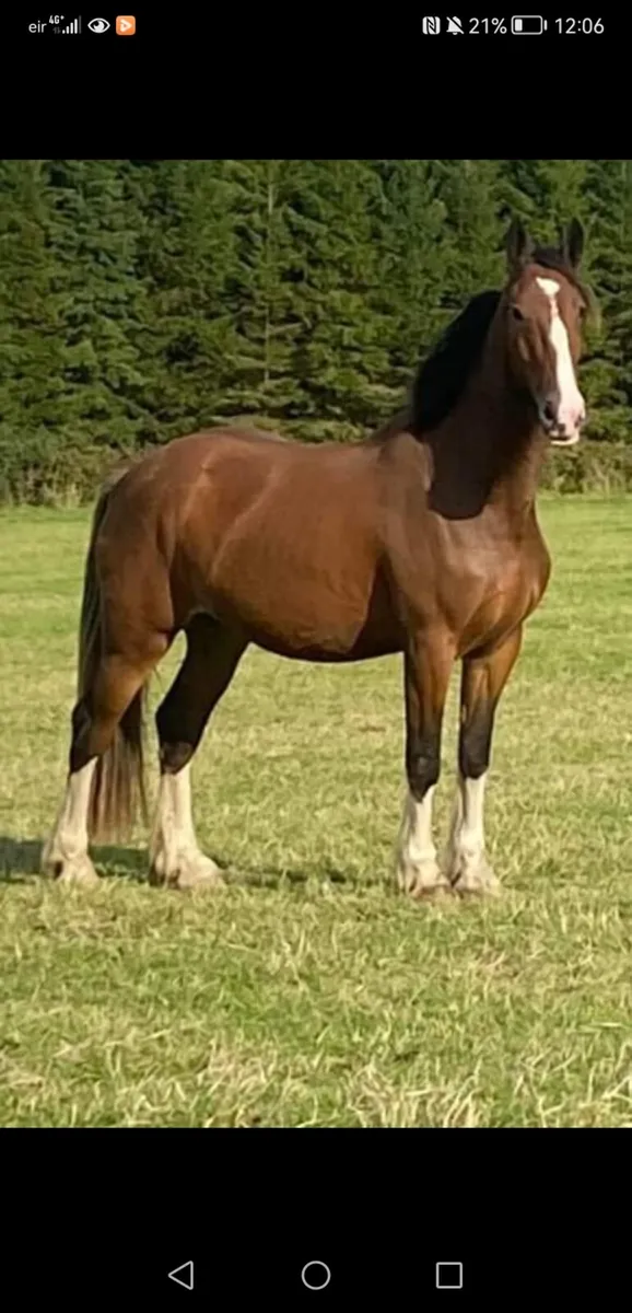 Irish cob 16,2 lot 83. Tuesday gorsebridge - Image 1