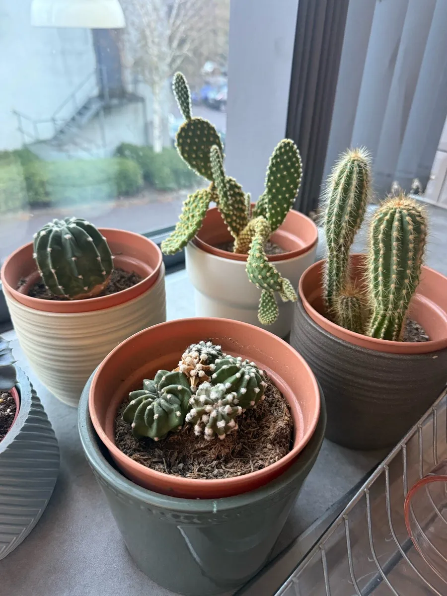 Cactus set - Image 1