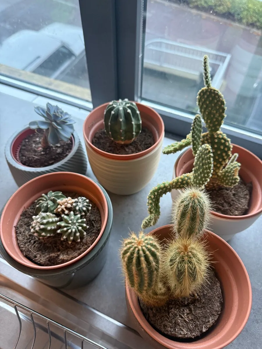 Cactus set - Image 2