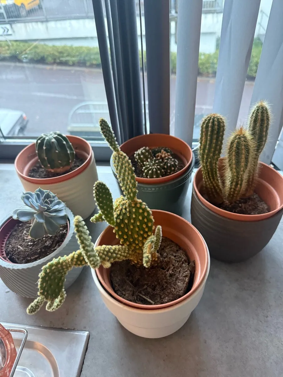 Cactus set - Image 3