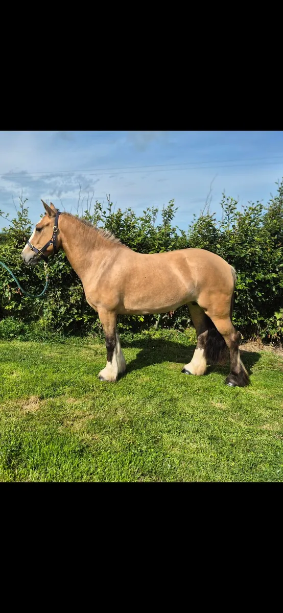 13.3hh 4yr old Dun - Image 1