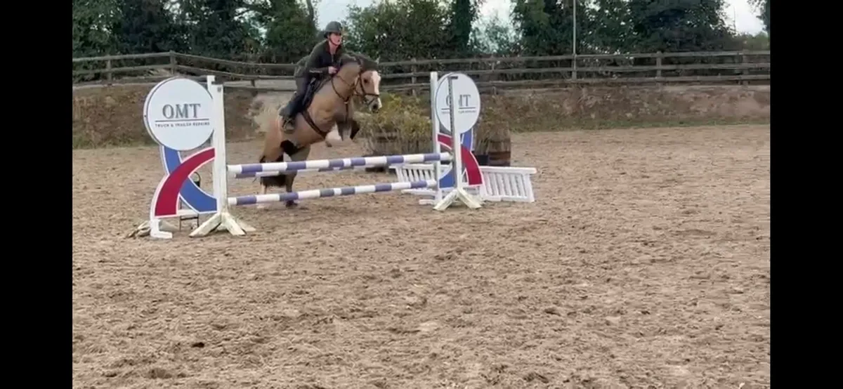 13.3hh 4yr old Dun - Image 2