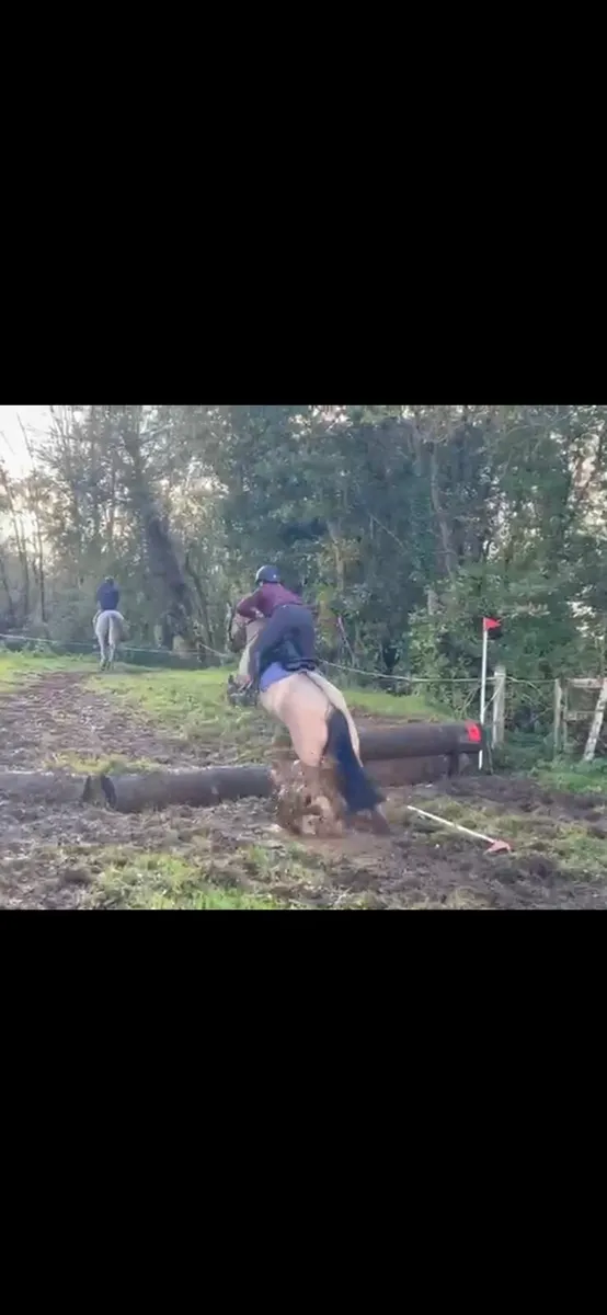 13.3hh 4yr old Dun - Image 3