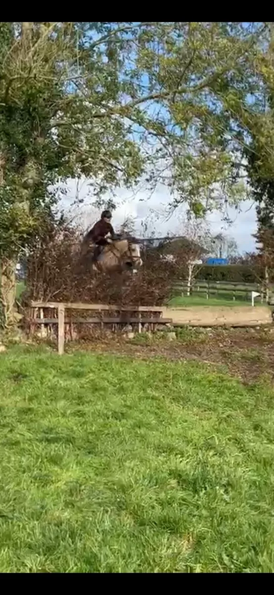 13.3hh 4yr old Dun - Image 4