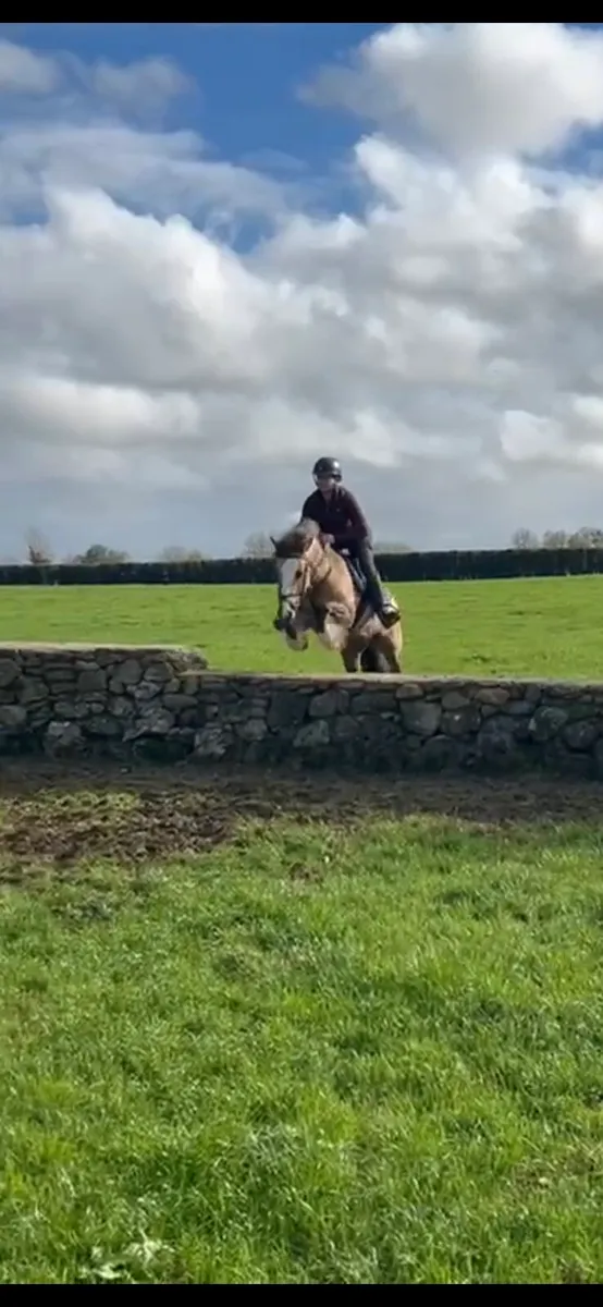 13.3hh 4yr old Dun - Image 1