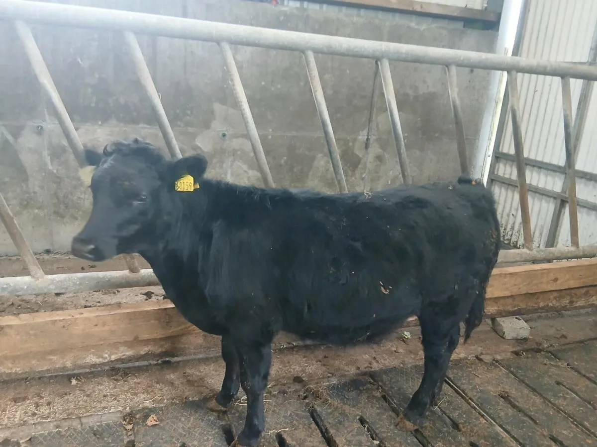 2 purebred Dexter weanling heifers - Image 1