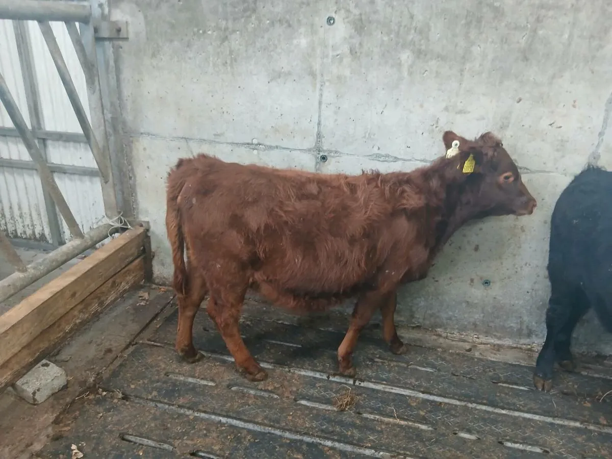 2 purebred Dexter weanling heifers - Image 2