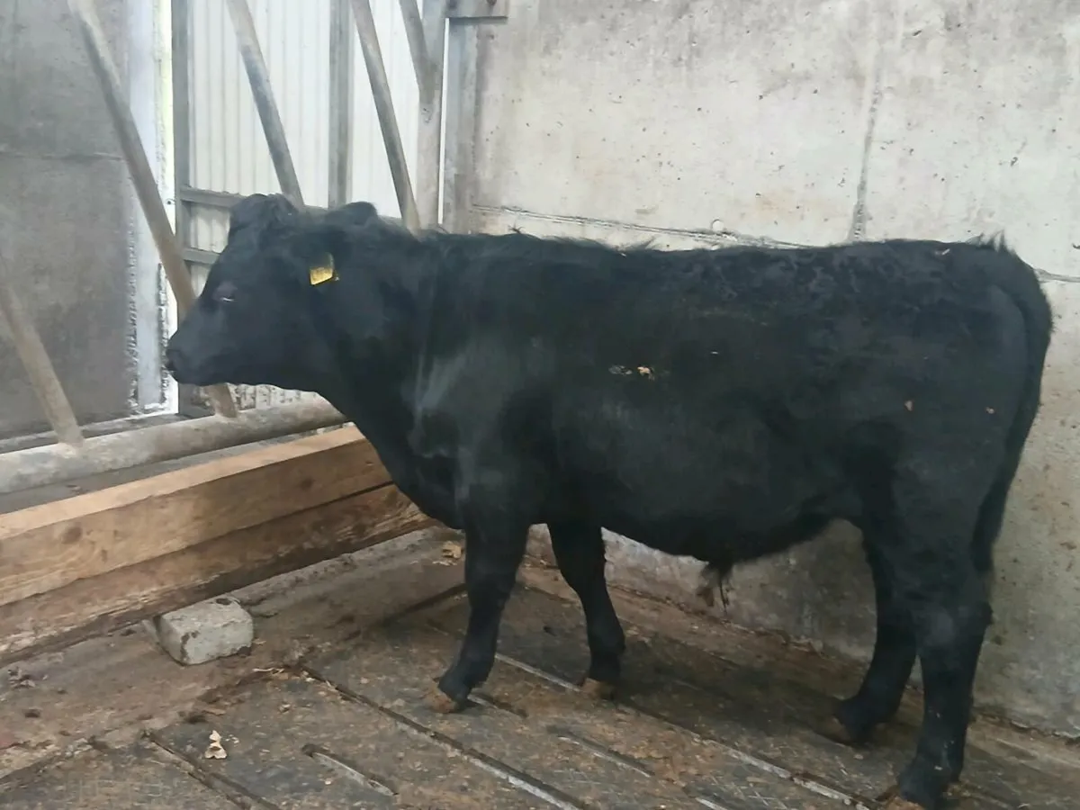 2 purebred Dexter weanling heifers - Image 3