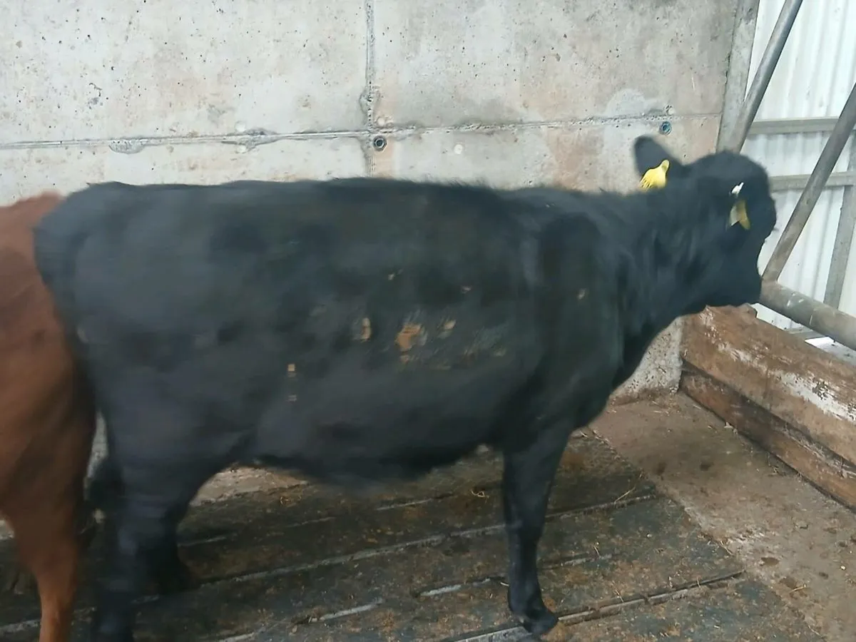 2 purebred Dexter weanling heifers - Image 4