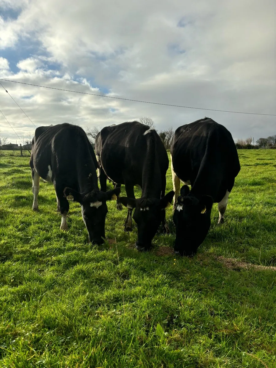 3 Friesian heifers - Image 1