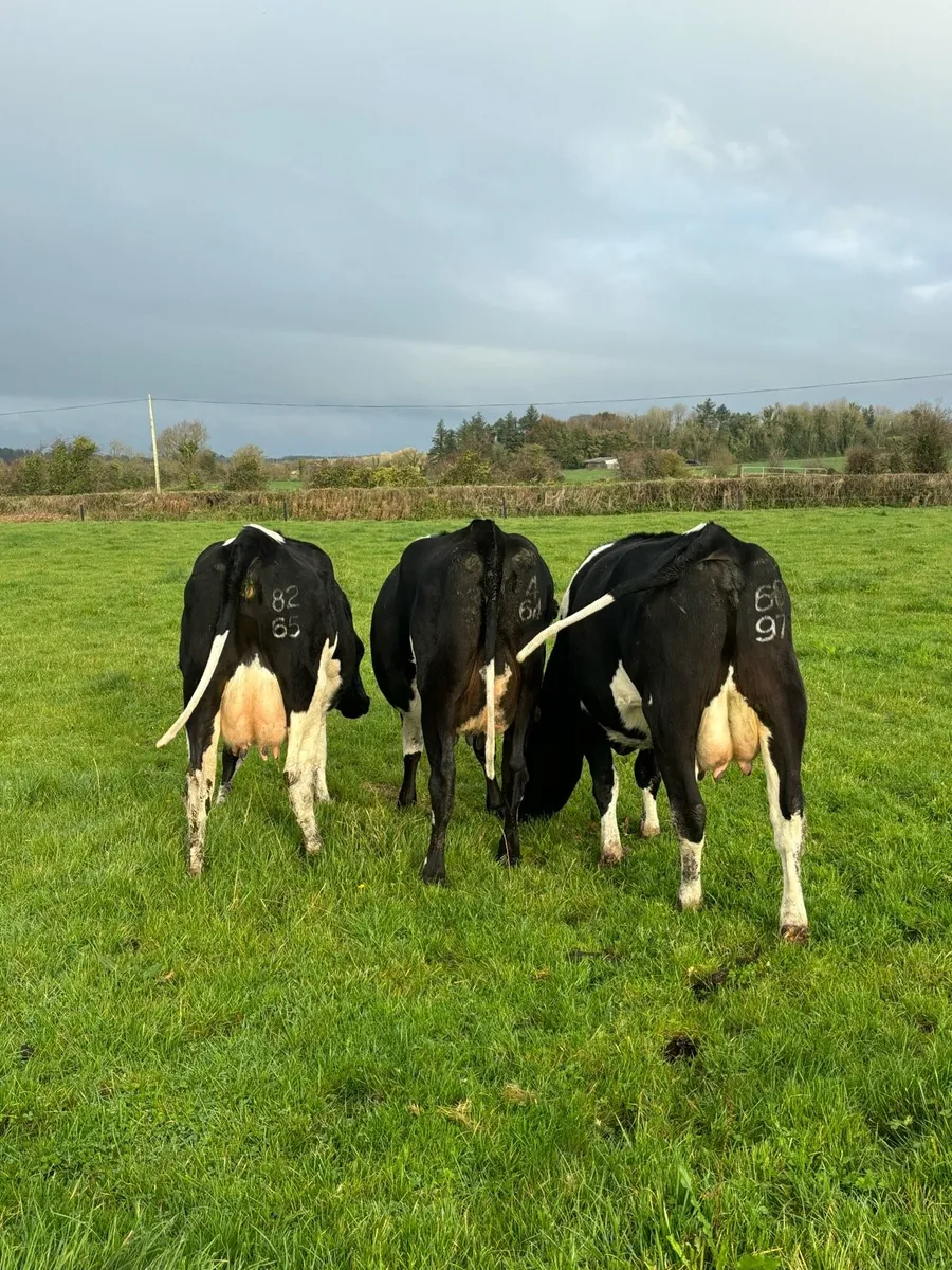 3 Friesian heifers - Image 2