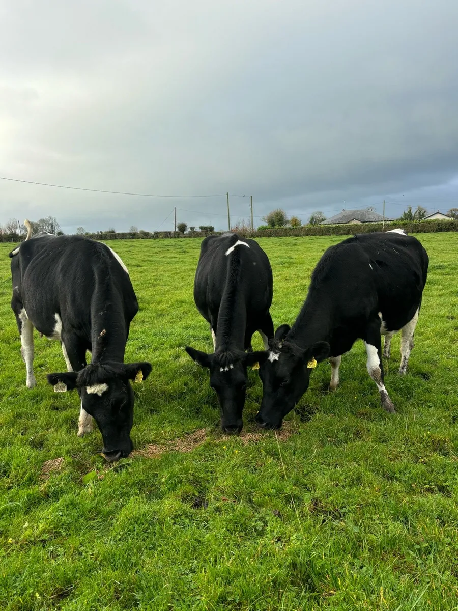 3 Friesian heifers - Image 3