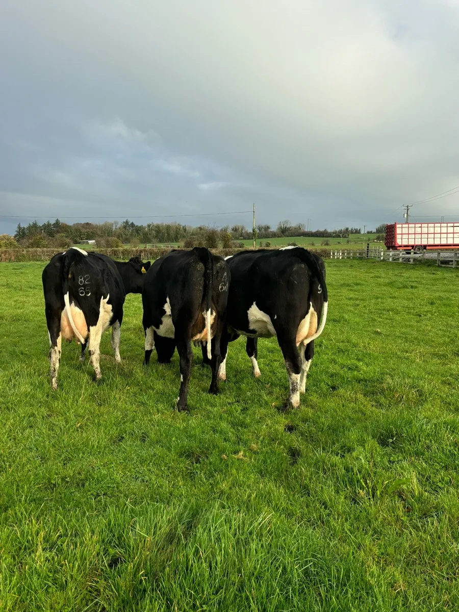 3 Friesian heifers - Image 4
