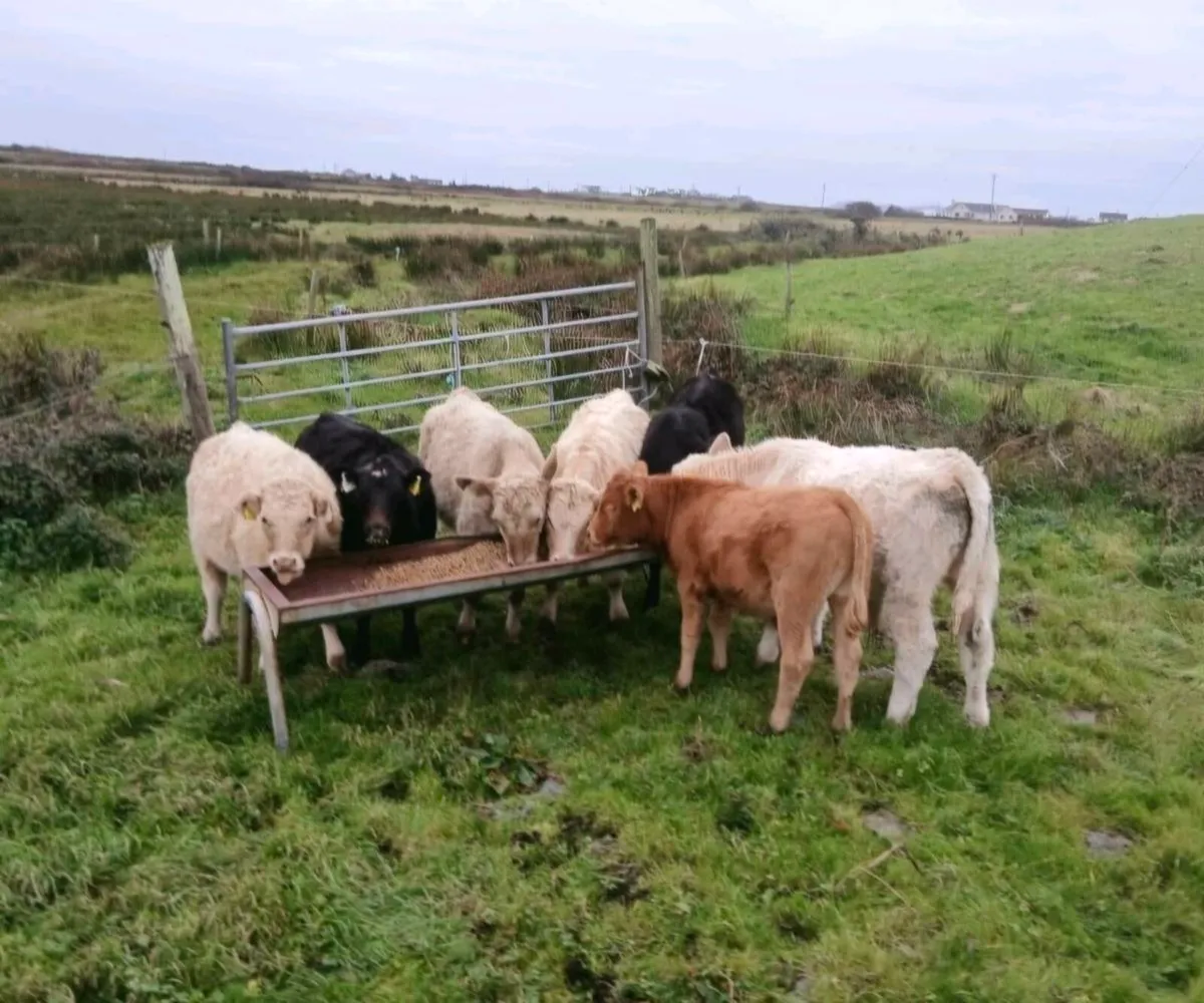 Organic cattle for sale 21st Oct Balla Mart - Image 1