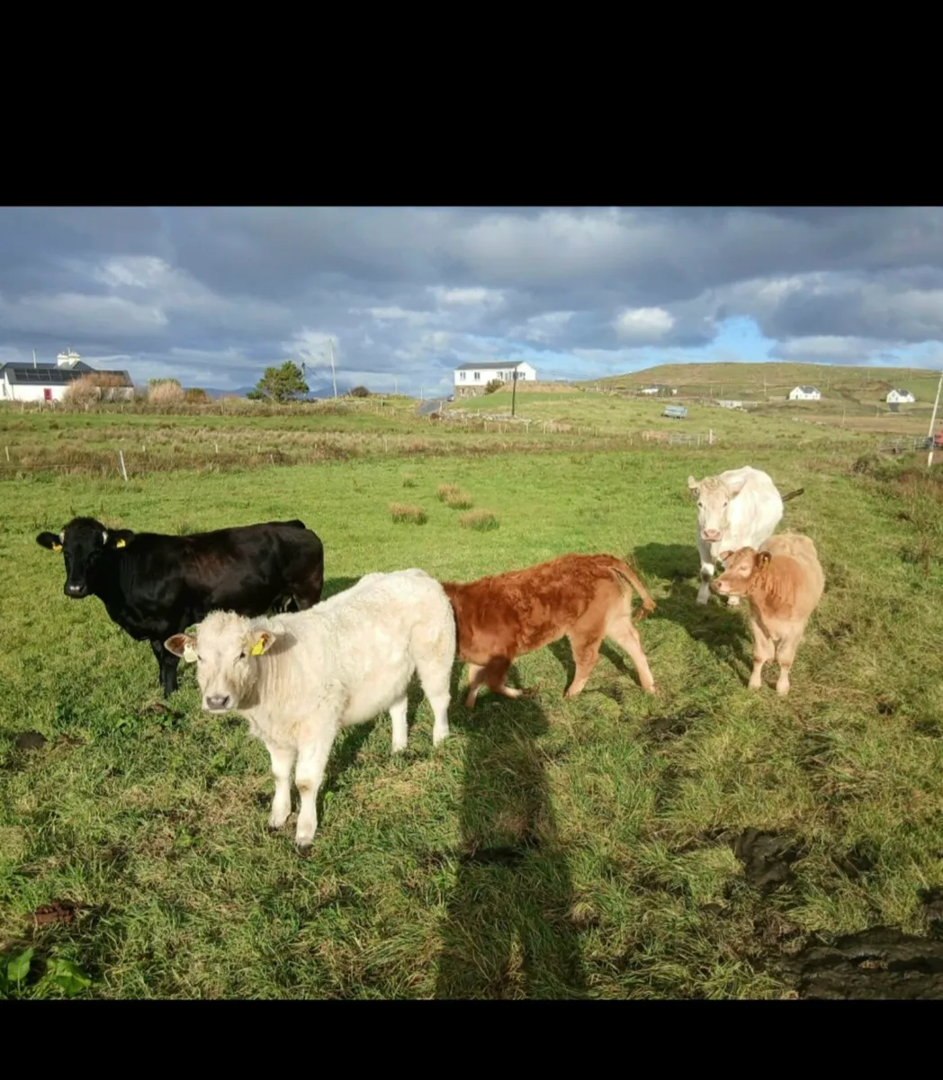 Organic cattle for sale 21st Oct Balla Mart - Image 2