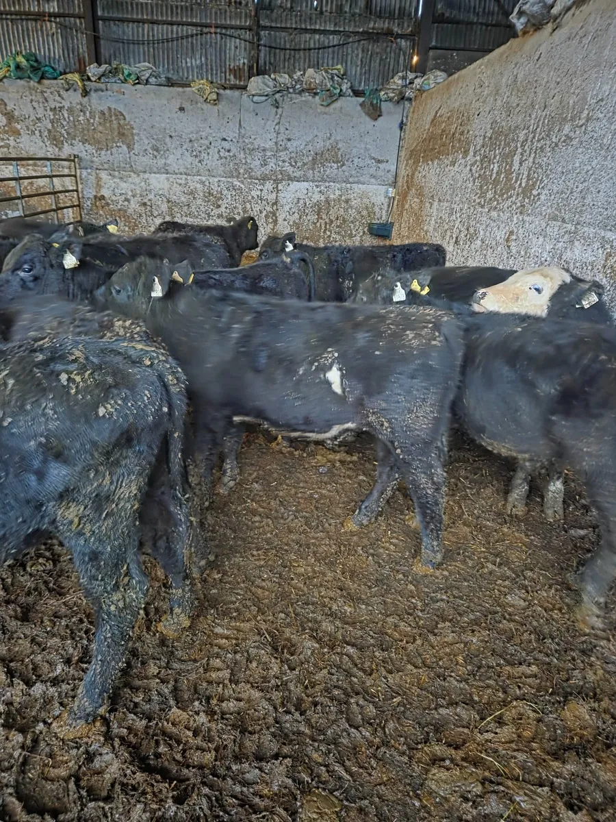 Angus runners Athenry Mart Thursday 23rd October - Image 1