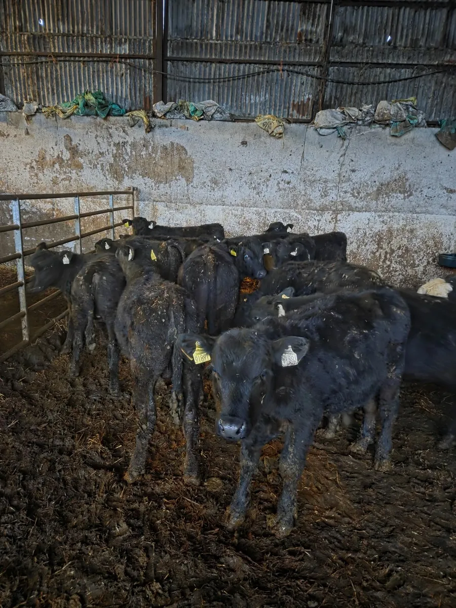 Angus runners Athenry Mart Thursday 23rd October - Image 2