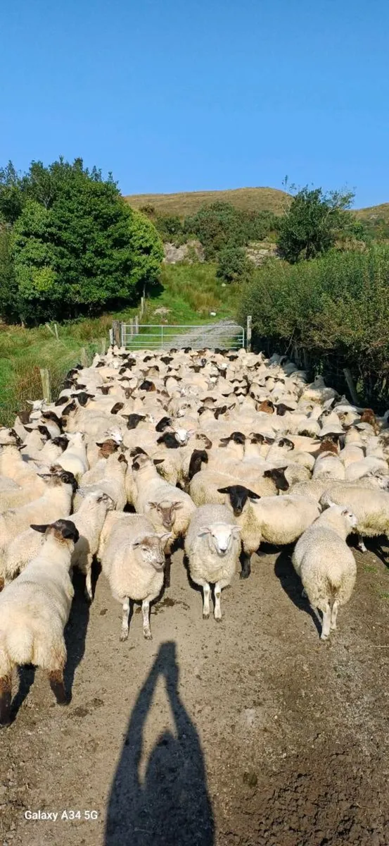 Grass wanted for Ewes - Image 2