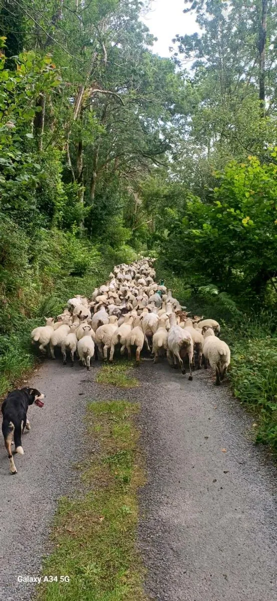 Grass wanted for Ewes - Image 1