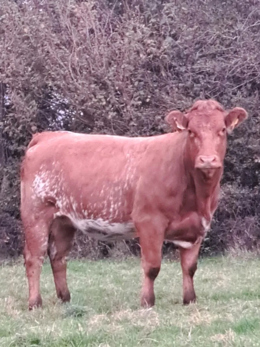 Incalf heifers - Image 1
