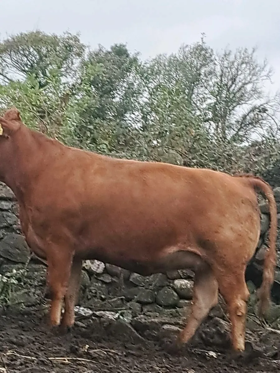 Incalf heifers - Image 2