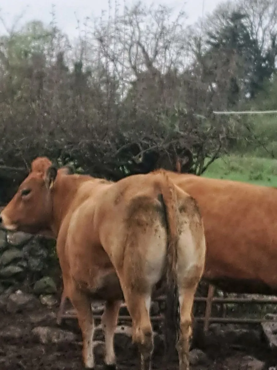 Incalf heifers - Image 3