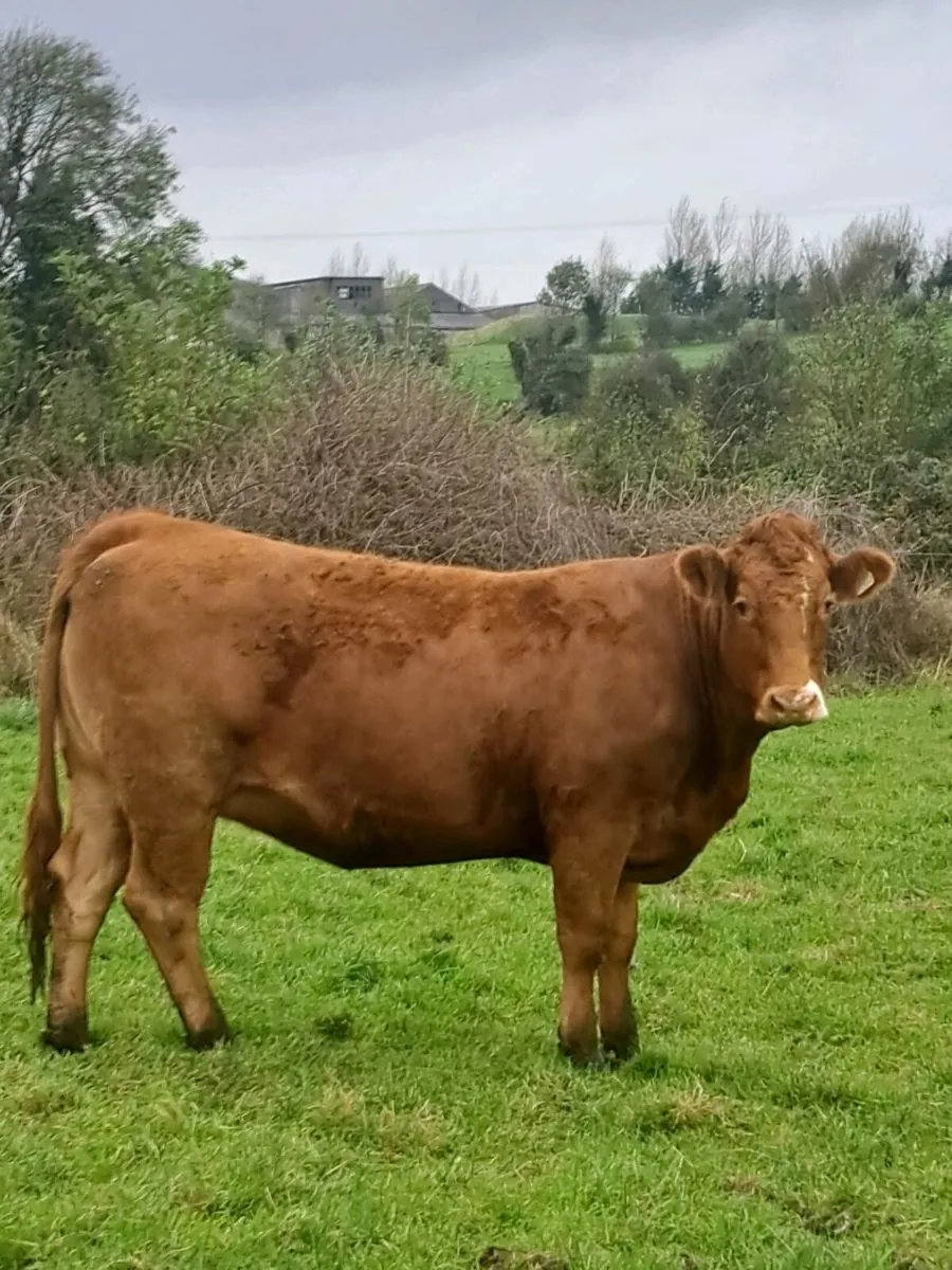 Incalf heifers - Image 4