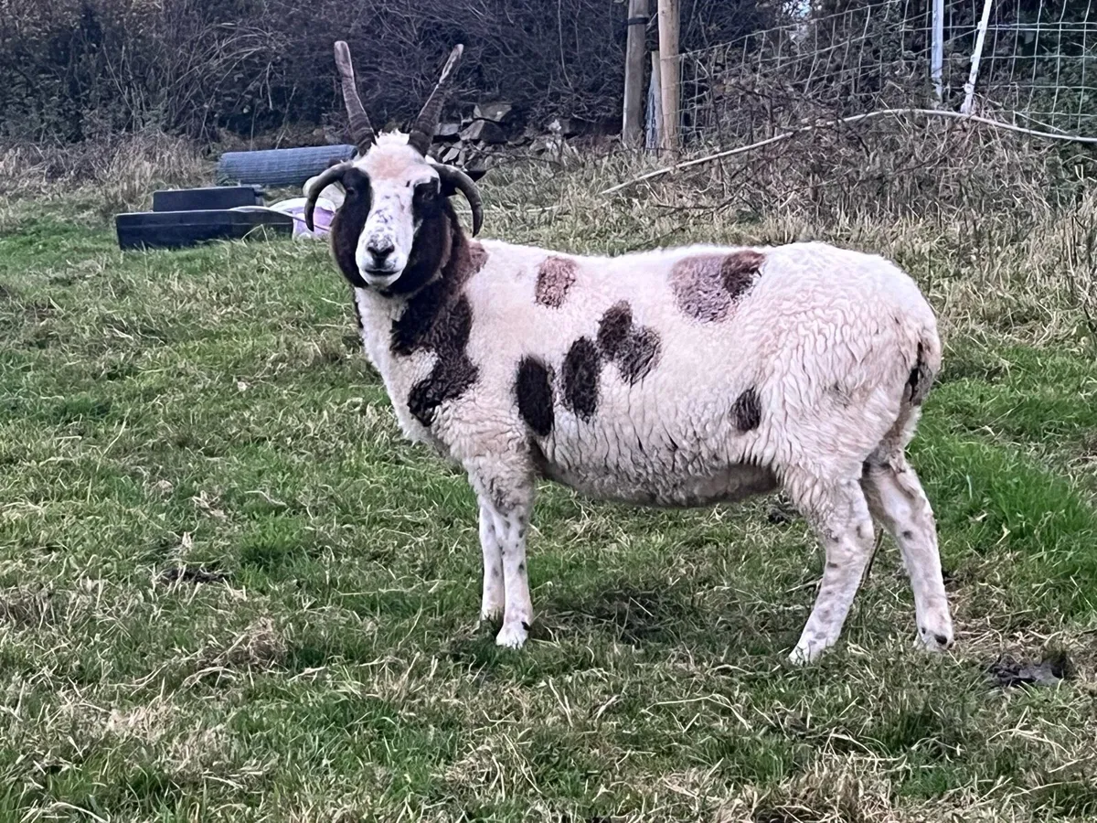 Sheep - Image 1