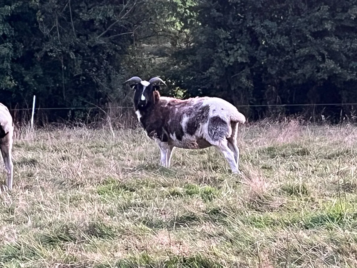 Sheep - Image 2