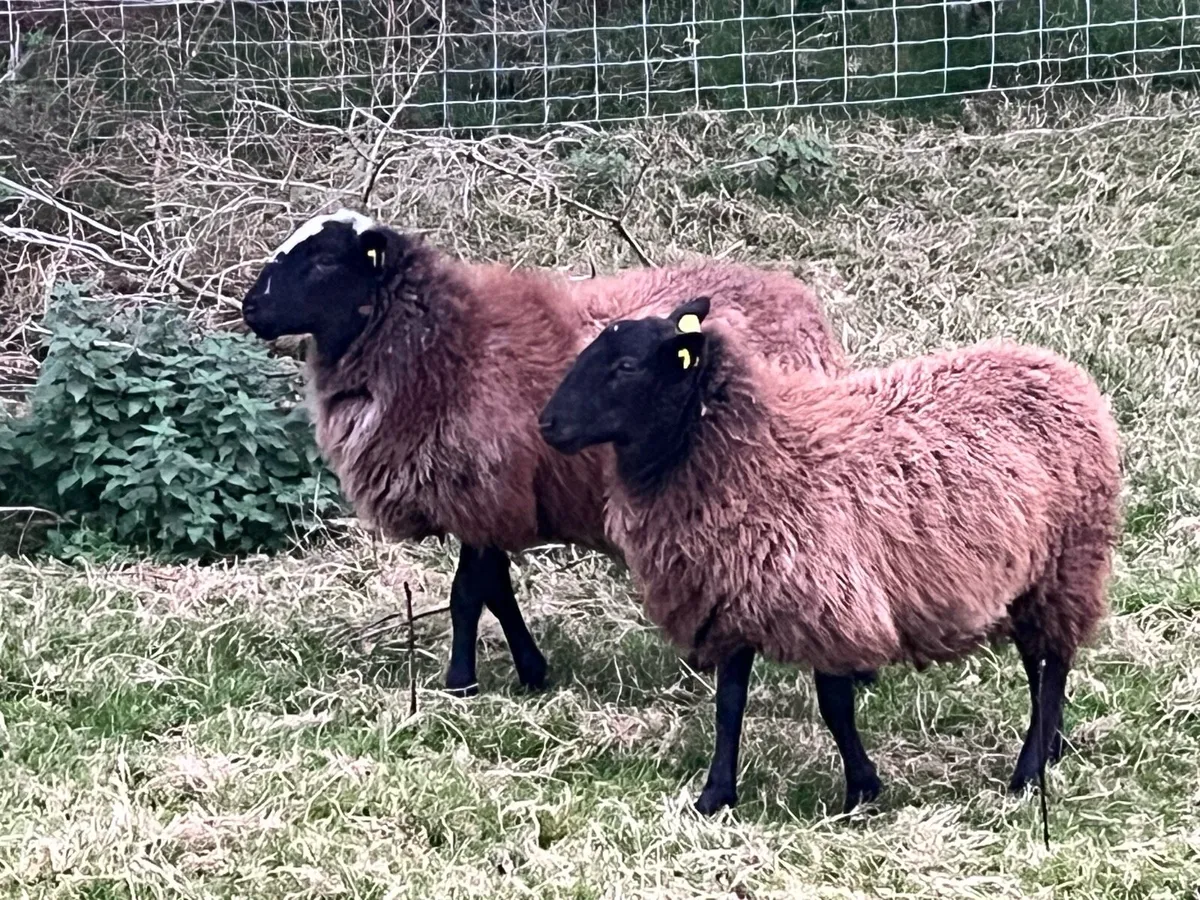 Sheep - Image 3