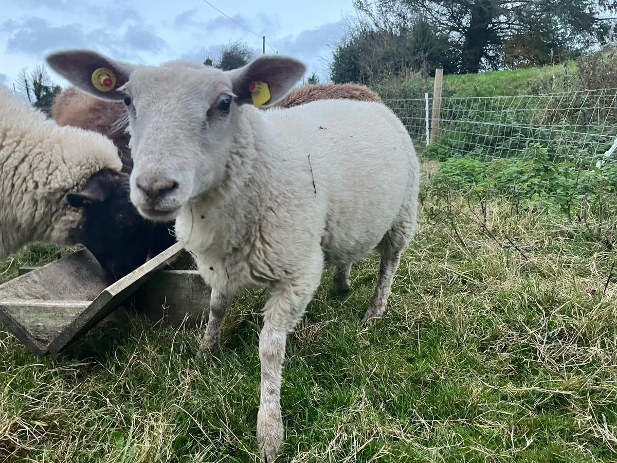 Sheep - Image 4