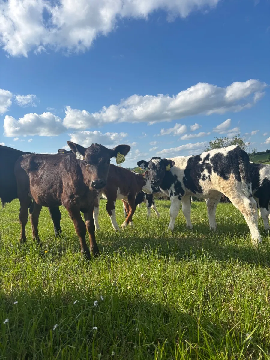 Contract rearing available