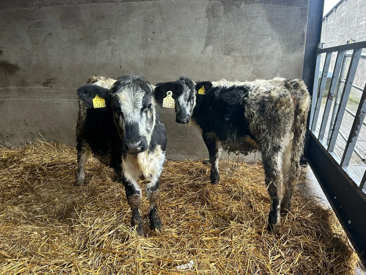 Specklepark heifers - Image 1