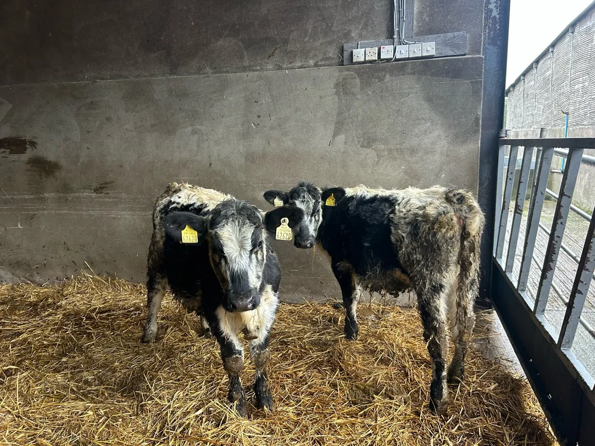 Specklepark heifers - Image 3