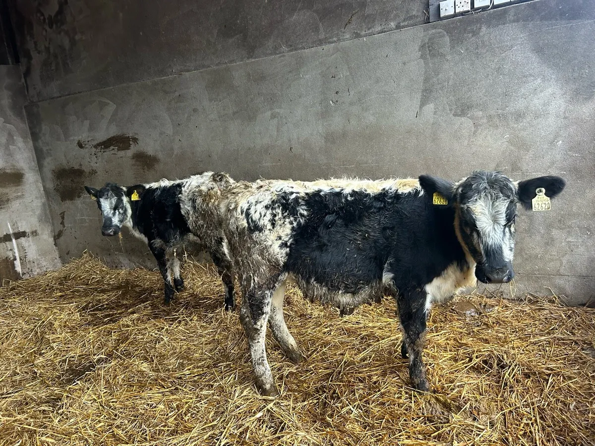 Specklepark heifers - Image 4