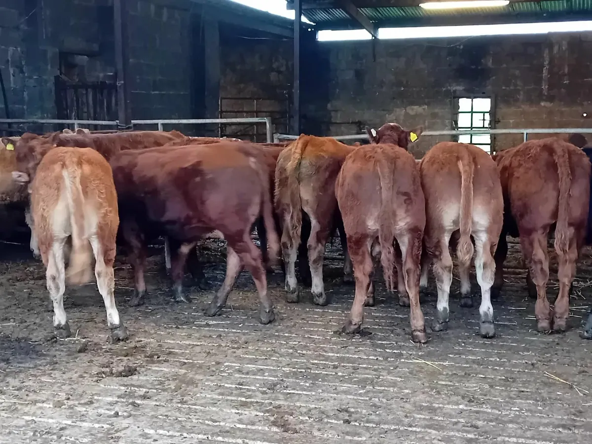 Super LMX CHX Bull calves Carnaross Mart - Image 2