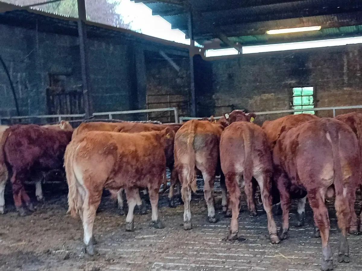 Super LMX CHX Bull calves Carnaross Mart - Image 4