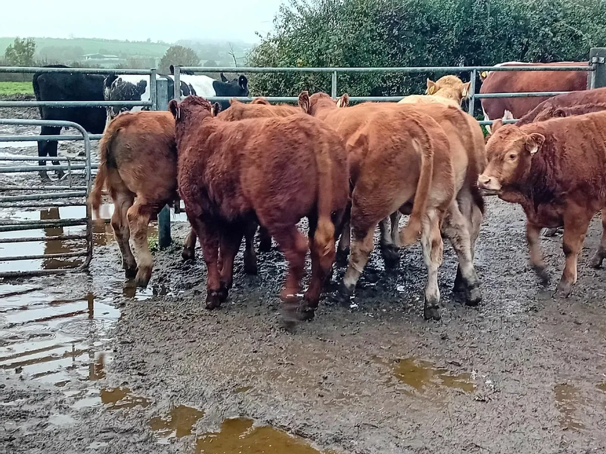 Super LMX CHX Bull calves Carnaross Mart - Image 1