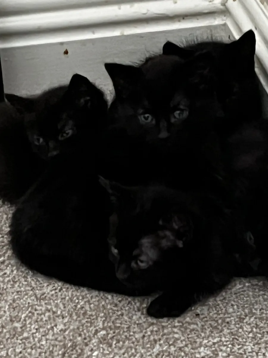 Kittens for sale - Image 1