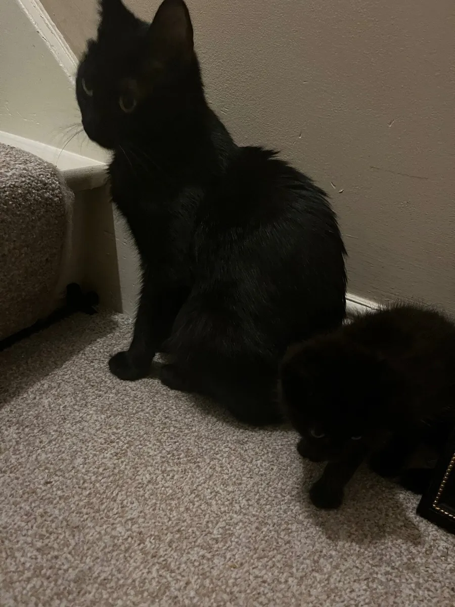 Kittens for sale - Image 2